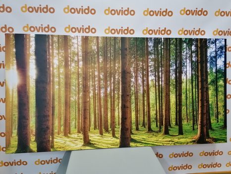 REGGEL AZ ERDŐBEN - TERMÉSZET- ÉS TÁJKÉPEK - KÉPEK