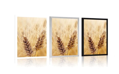 POSTER WHEAT FIELD - NATURE - POSTERS
