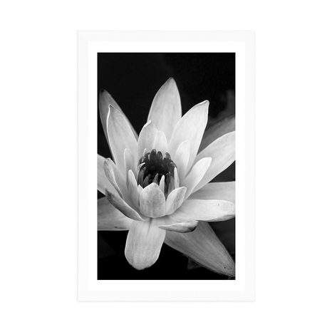 AFFICHE AVEC PASSE-PARTOUT – NÉNUPHAR EN NOIR ET BLANC - NOIR ET BLANC - AFFICHES
