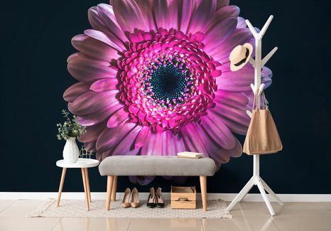 SAMOLEPÍCÍ TAPETA PURPUROVÁ GERBERA - SAMOLEPÍCÍ TAPETY - TAPETY