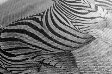 OBRAZ TRZY ZEBRY NA SAWANNIE W WERSJI CZARNO-BIAŁEJ - OBRAZY CZARNO-BIAŁE - OBRAZY