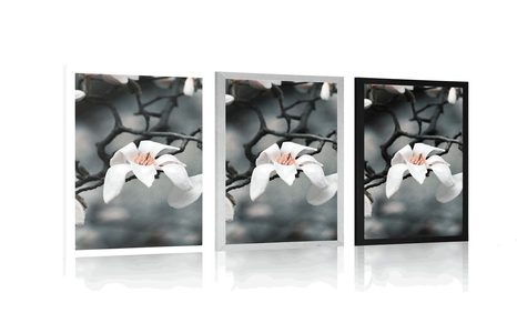 POSTER AWAKENING MAGNOLIA - FLOWERS - POSTERS