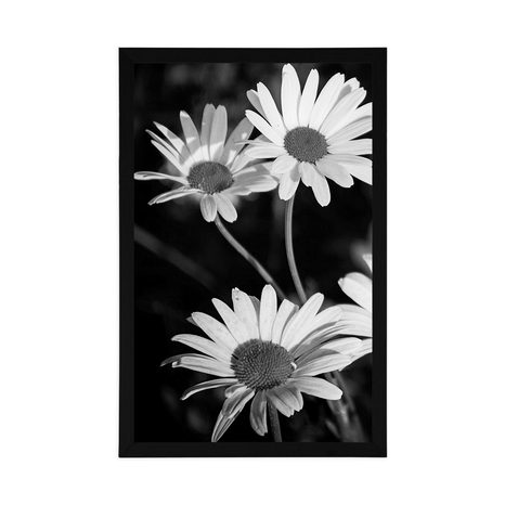 AFFICHE – MARGUERITES DANS LE JARDIN EN NOIR ET BLANC - NOIR ET BLANC - AFFICHES