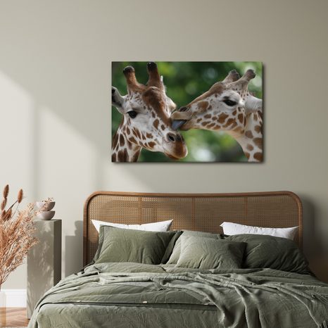 OBRAZ NĚŽNÝ DOTEK ŽIRAF - OBRAZY ZEBRY A ŽIRAFY - OBRAZY