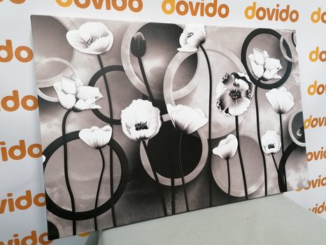 ΕΙΚΌΝΑ ΠΑΠΑΡΟΎΝΕΣ ΣΕ ΑΦΗΡΗΜΈΝΟ ΦΌΝΤΟ ΣΕ ΑΣΠΡΌΜΑΥΡΟ - ΠΊΝΑΚΕΣ ΑΣΠΡΌΜΑΥΡΕΣ - ΠΊΝΑΚΕΣ