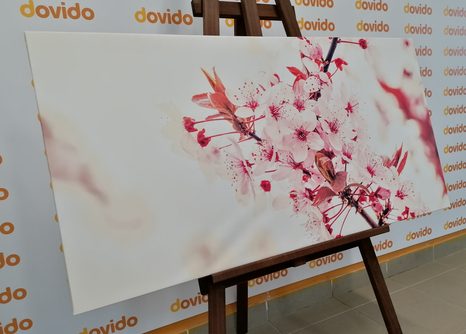 WANDBILD ROSA KIRSCHBAUMBLÜTEN - BILDER BLUMEN - BILDER