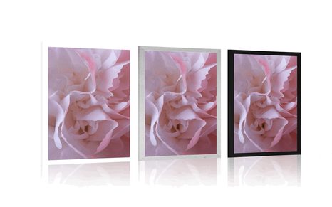 PLAKAT LATICE KARANFILA - CVIJEĆE - PLAKATI