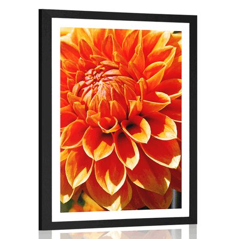 POSTER MIT PASSEPARTOUT ORANGE DAHLIE - BLUMEN - POSTER