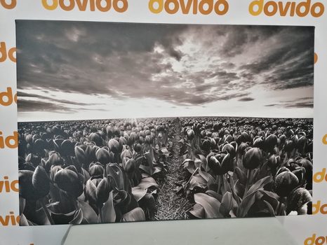 WANDBILD SONNENAUFGANG ÜBER DER WIESE MIT TULPEN IN SCHWARZ-WEISS - SCHWARZ-WEISSE BILDER - BILDER