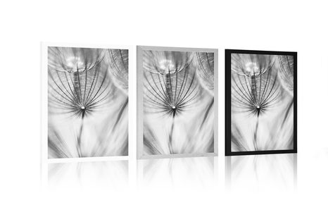 POSTER – DENTE DI LEONE IN BIANCO E NERO - NERO E BIANCO - POSTER