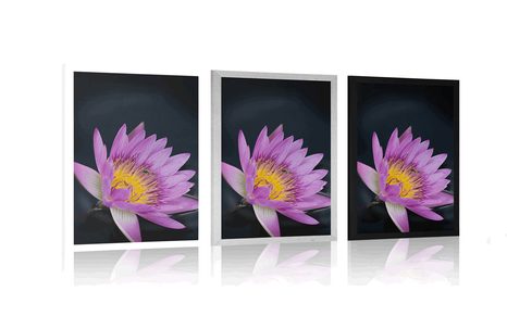 PLAKÁT LUČNÍ KVĚT - KVĚTINY - PLAKÁTY