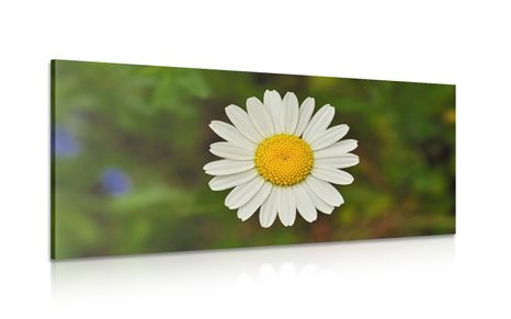 TABLEAU SUR TOILE – FLEUR DE MARGUERITE - TABLEAUX DE FLEURS - TABLEAUX