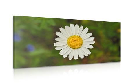 WANDBILD MARGERITENBLÜTE - BILDER BLUMEN - BILDER