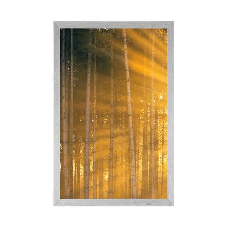 PLAKAT SUNCE IZA STABALA - PRIRODA - PLAKATI