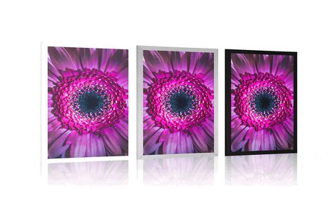 PLAGÁT PURPUROVÁ GERBERA - KVETY - PLAGÁTY