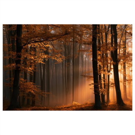 TABLEAU SUR TOILE – LUMIÈRE DORÉE DANS LA FORÊT - TABLEAUX FORÊT - TABLEAUX