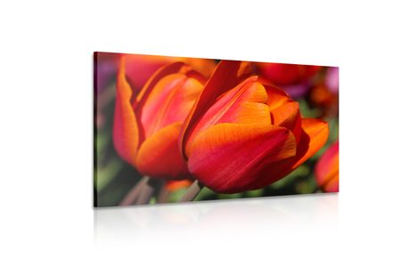 ΕΙΚΌΝΑ ΌΜΟΡΦΕΣ ΤΟΥΛΊΠΕΣ ΣΤΟ ΛΙΒΆΔΙ - ΠΊΝΑΚΕΣ ΑΠΌ ΛΟΥΛΟΎΔΙΑ - ΠΊΝΑΚΕΣ