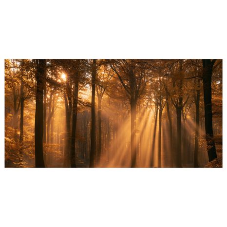 CANVASTAVLA HÖSTSKOG I GYLLENE SKEN - TAVLOR MED SKOG - TAVLOR