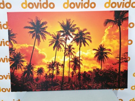 SLIKA KOKOSOVE PALME NA PLAŽI - SLIKE NARAVE IN POKRAJINE - SLIKE