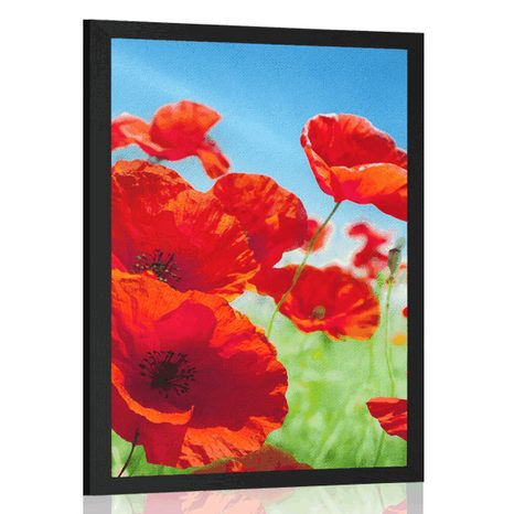 POSTER MOHNBLUMEN AUF DER WIESE - BLUMEN - POSTER