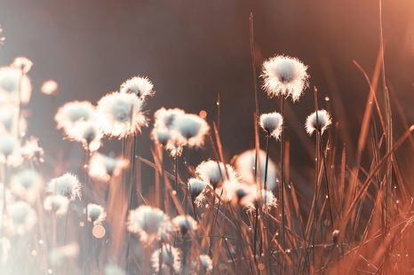 SELF ADHESIVE WALL MURAL COTTON GRASS - SELF-ADHESIVE WALLPAPERS - WALLPAPERS