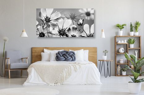 OBRAZ ZAHRADNÍ KVĚTINY V ČERNOBÍLÉM PROVEDENÍ - ČERNOBÍLÉ OBRAZY - OBRAZY