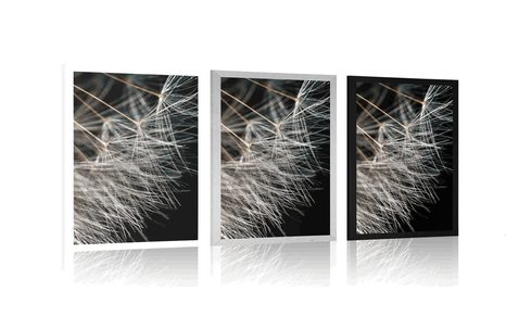 POSTER DANDELION BEAUTY - FLOWERS - POSTERS