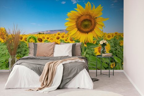 SELF ADHESIVE WALL MURAL FIELD OF SUNFLOWERS - SELF-ADHESIVE WALLPAPERS - WALLPAPERS