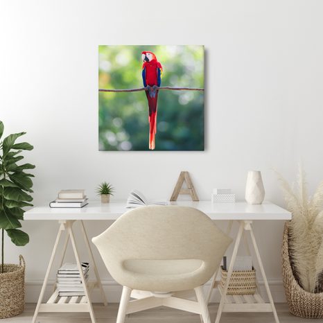 OBRAZ TROPICKÝ PTÁK V PŘÍRODĚ - OBRAZY PTÁCI - OBRAZY
