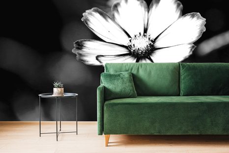 FOTOTAPETA ZAHRADNÍ ČERNOBÍLÝ KVĚT KRASULKY - ČERNOBÍLÉ TAPETY - TAPETY