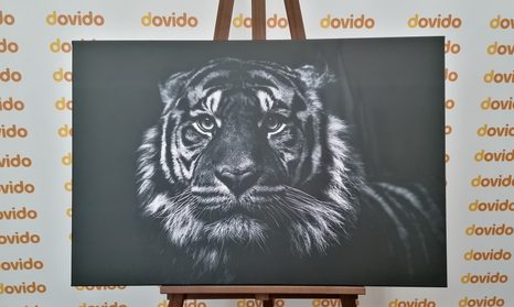 WANDBILD TIGER IN SCHWARZ-WEISS - SCHWARZ-WEISSE BILDER - BILDER