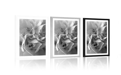 PLAKAT S PASPARTUOM LATICE KARANFILA U CRNO-BIJELOM DIZAJNU - CRNO-BIJELE - PLAKATI