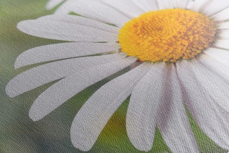 SLIKA CVET IVANJŠČICE - SLIKE ROŽ - SLIKE