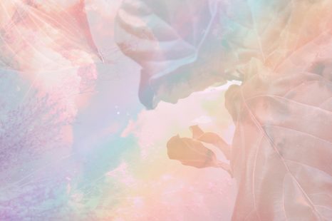 TAPET FRUNZE CURCUBEU - TAPETURI - 🔥 REDUCERE TOTALÃ