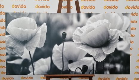 OBRAZ KRÁSNÉ POLE VLČÍCH MÁKŮ V ČERNOBÍLÉM PROVEDENÍ - ČERNOBÍLÉ OBRAZY - OBRAZY