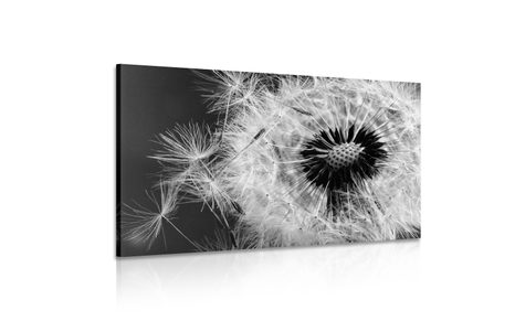 WANDBILD LÖWENZAHNSAMEN IN SCHWARZ-WEISS - SCHWARZ-WEISSE BILDER - BILDER