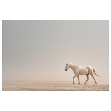 OBRAZ BÍLÝ KŮŇ V POUŠTI - OBRAZY KONĚ - OBRAZY