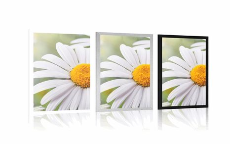 PLAKÁT KVĚTINY KOPRETINY - KVĚTINY - PLAKÁTY