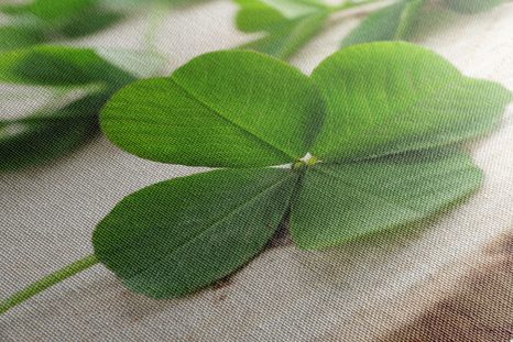 SLIKA ZELENE ŠTIRIPERESNE DETELJICE - SLIKE TIHOŽITJE - SLIKE