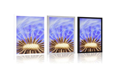 POSTER LÖWENZAHN IN LILA - BLUMEN - POSTER