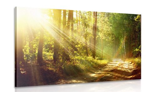 CANVAS PRINT SUN RAYS IN THE FOREST - PICTURES OF NATURE AND LANDSCAPE - PICTURES