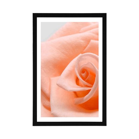 POSTER WITH MOUNT ROSE IN A PEACH SHADE - FLOWERS - POSTERS
