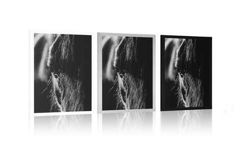 POSTER MAJESTÄTISCHES PFERD IN SCHWARZ-WEISS - SCHWARZ-WEISS - POSTER