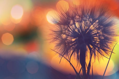 КАРТИНА НА ПЛАТНО – СИЯЕЩО ГЛУХАРЧЕ - КАРТИНИ С ЦВЕТЯ - КАРТИНИ