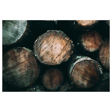 QUADRO SU TELA – TRONCHI DI LEGNO DA VICINO - QUADRI ALBERI E FOGLIE - STAMPE E QUADRI