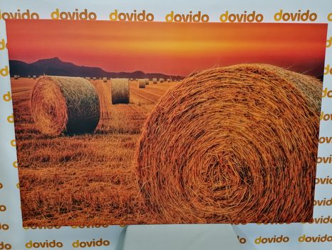 WANDBILD HEUBALLEN - BILDER VON NATUR UND LANDSCHAFT - BILDER