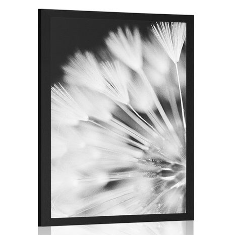 POSTER DANDELION IN BLACK AND WHITE - BLACK AND WHITE - POSTERS