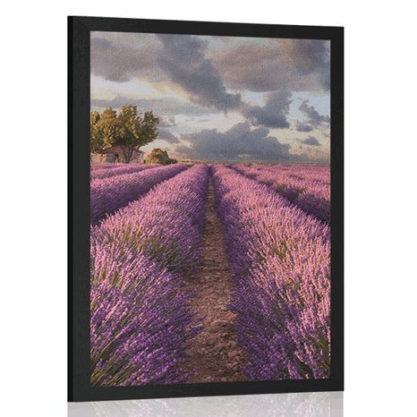 AFFICHE PAYSAGE DE CHAMPS DE LAVANDE - NATURE - AFFICHES