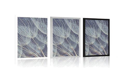 POSTER MORGENTAU AUF LÖWENZAHN - BLUMEN - POSTER