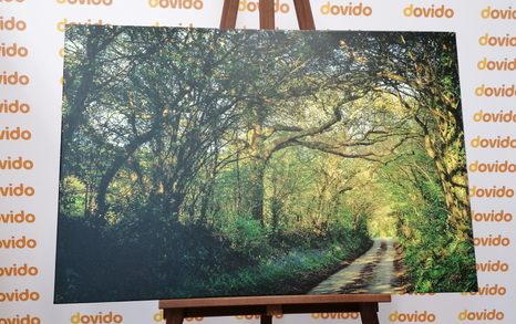 WANDBILD MÄRCHENWALD - BILDER VON NATUR UND LANDSCHAFT - BILDER